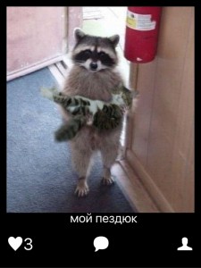 Create meme: a raccoon with a cat on hands photos, a raccoon and a kitten picture, raccoons and cats photos