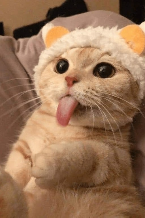 Create meme: a cat with a protruding tongue is cute, cute cat with a tongue, cute cats 