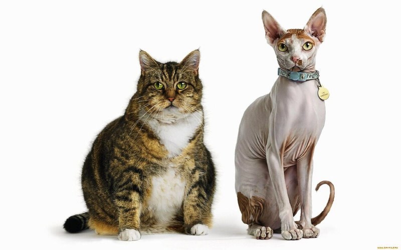 Create meme: cat , Sphinx cat, the cat is isolated