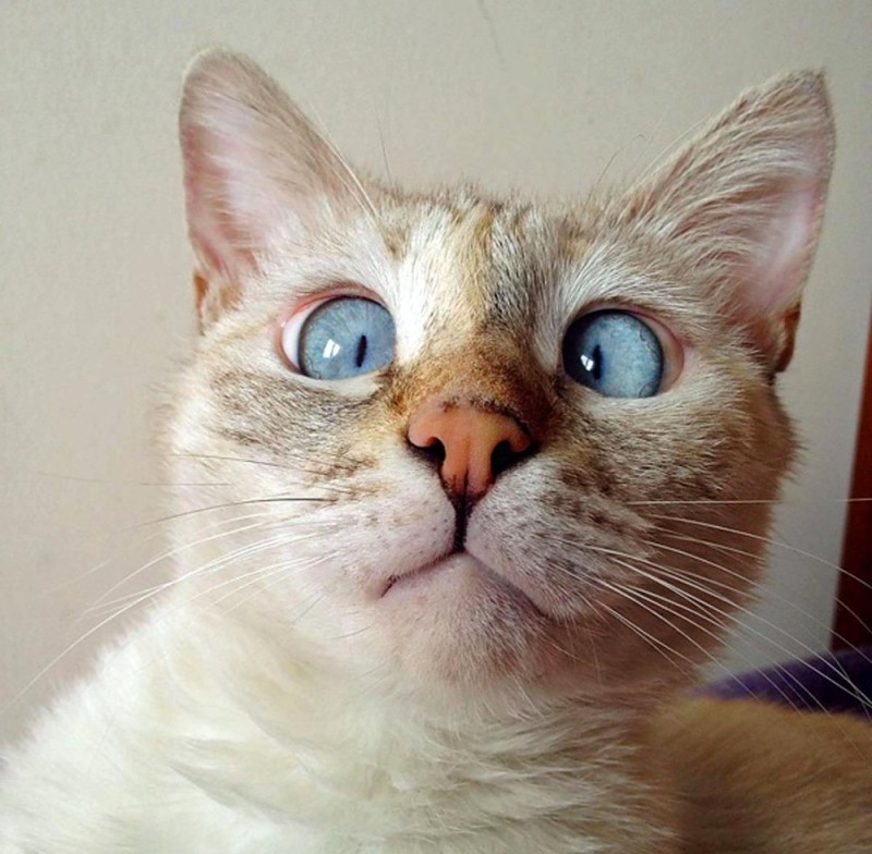 Создать мем: кот с выпученными глазами, кот с глазами в кучу, косой кот