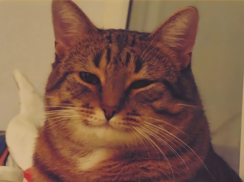 Create meme: good cat meme, cat , smiling cat meme