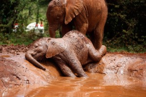 Create meme: elephant in the mud