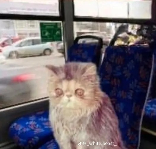Создать мем: персидская кошка, кошка, невыспавшийся кот