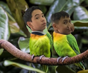 Создать мем: попугаи на рабочий стол hd, тропические птицы, домашние попугаи