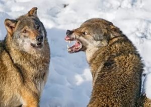 Create meme: doge, wolf, angry wolf