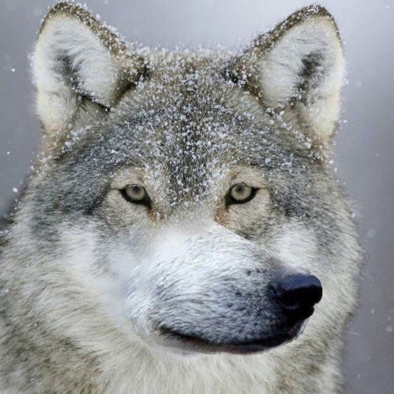 Create meme: wolf wolf, the wolf wolf wolf, wolf meme