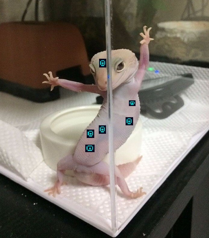 Create meme: Gecko ablefor, Gecko 