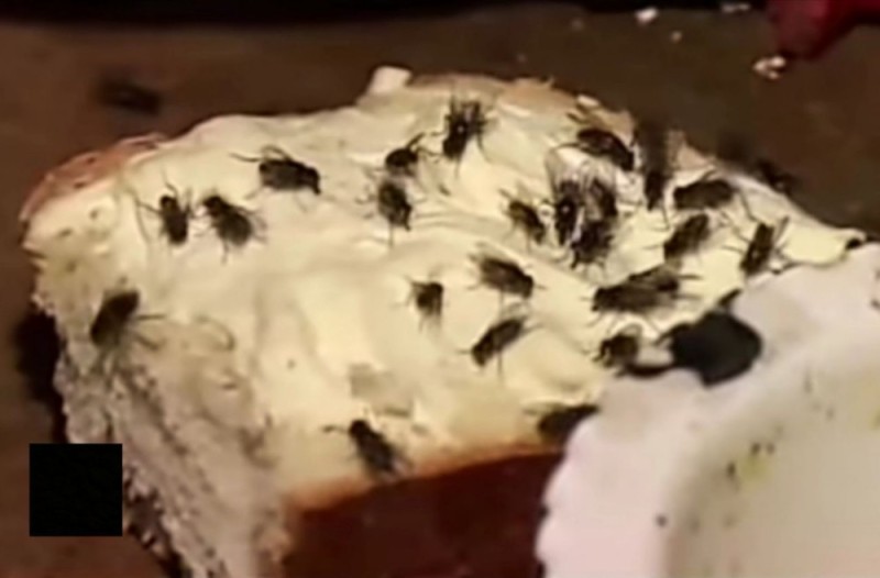 Create meme: insect, cake dessert, ice cream cake with chocolate chips