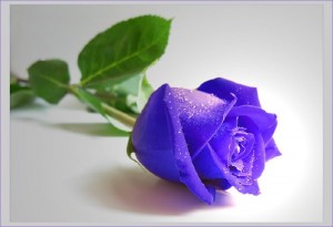 Создать мем: роза фиолетовый, Цветы, красивые розы