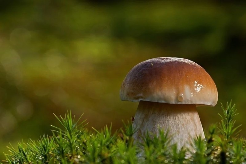 Create meme: white mushroom boletus, mushroom boletus, mushrooms 