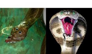 Create meme: the mouth of a Cobra, Cobra, mouth of a snake