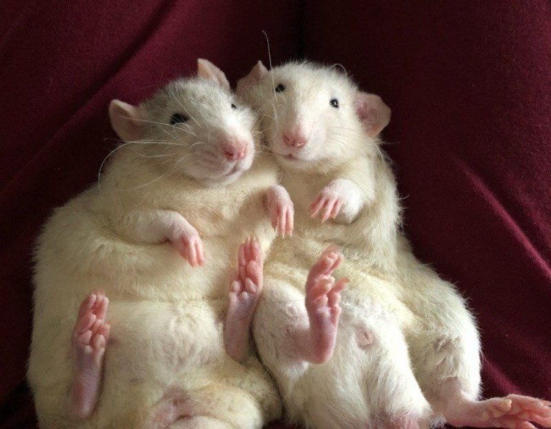 Создать мем: две крысы подружки, взрослая крыса дамбо, 2 крысы дамбо