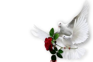 Create meme: happiness, peace and good pictures, the world of love and kindness, 2 dove pictures