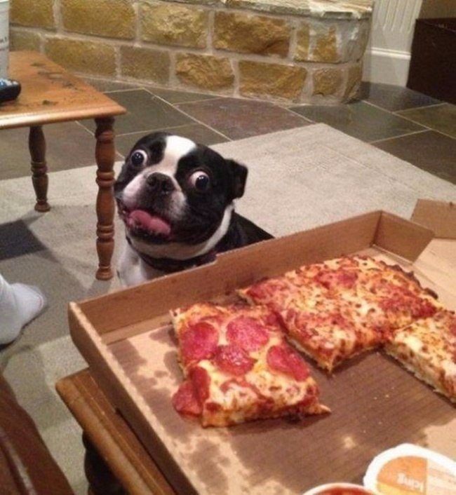 Create meme: pizza meme dog, pug with pizza, dog and pizza