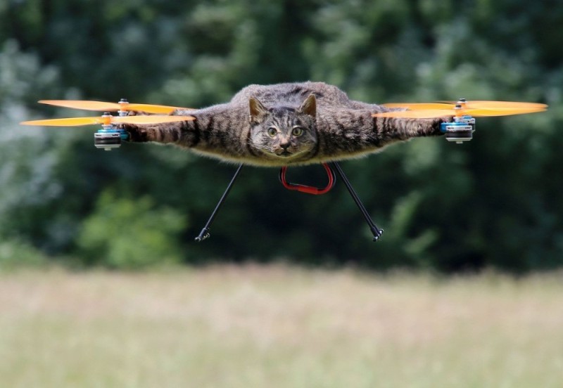 Create meme: flying cat, cat quadcopter, flying cat