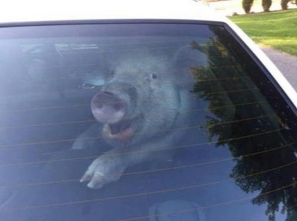 Создать мем: свинья за рулем, пацаны сказали едем на шашлыки, свинья в машине