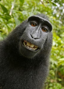 Create meme: funny monkey, monkey, selfie monkey
