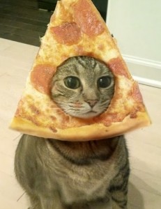 Создать мем: смешные коты с пиццей, eats или eates, this mess
