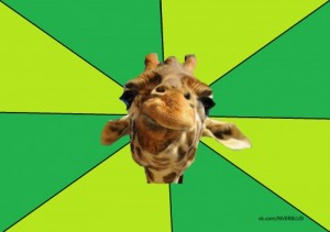 Create meme: A DISGRUNTLED CAMEL