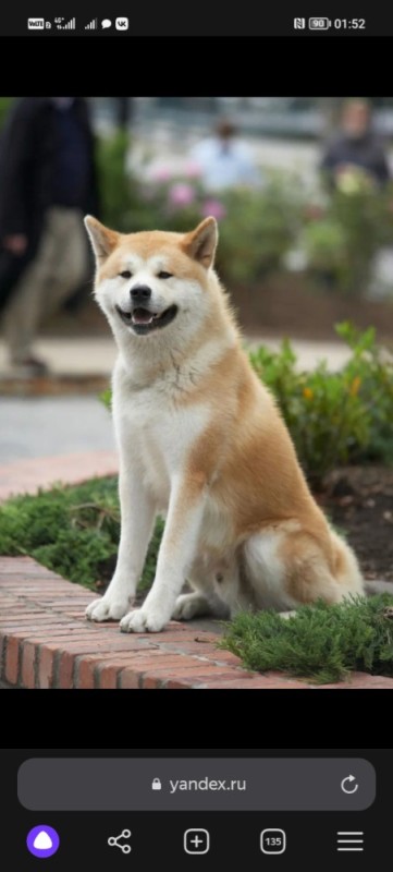 Create meme: Hachiko: the most loyal friend, hachiko breed, Hachiko dog breed