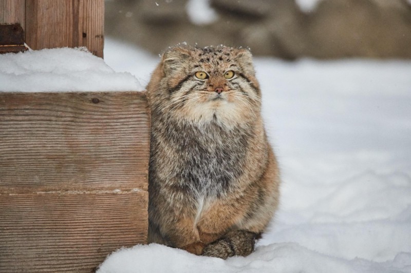 Создать мем: дикая кошка манул, манул зимой, манул новосибирск зоопарк зимой