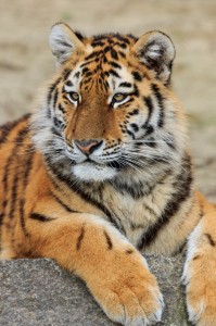 Create meme: animals tiger, Siberian tiger, the Amur tiger