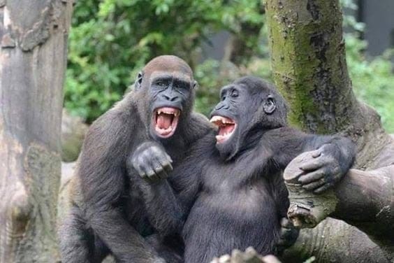 Создать мем: шимпанзе бонобо самки, горилла антон, обезьяны шепчутся