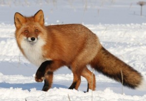 Create meme: vulpes vulpes, animals, red fox