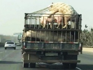 Create meme: fun, the pig ran away from the truck, pig