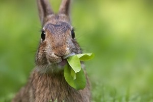 Create meme: a scythe Bunny, the Wallpaper bunnies, hare
