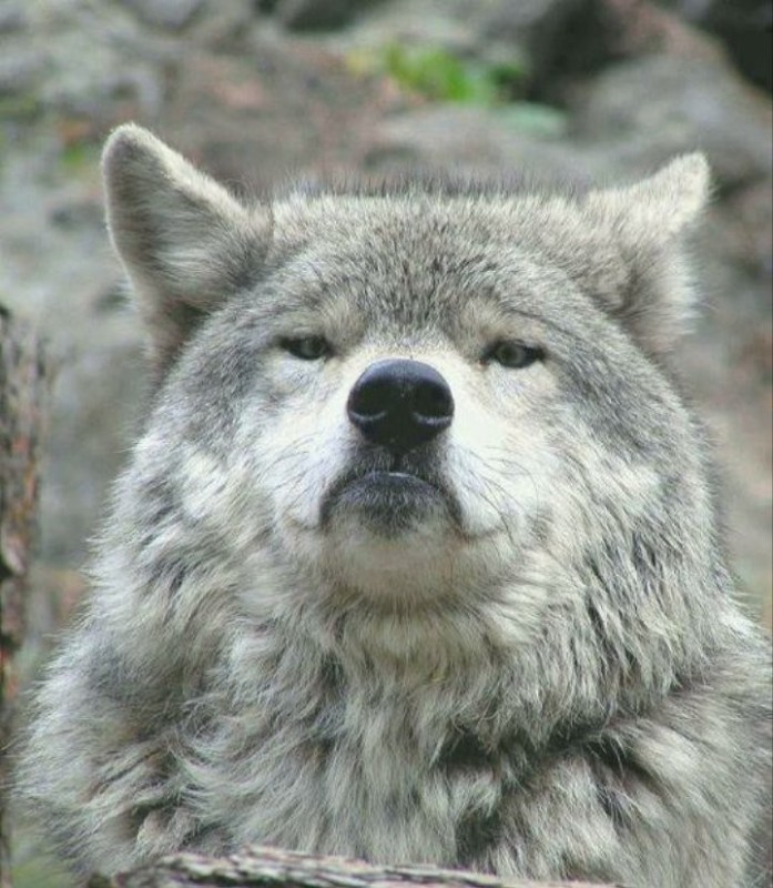 Create meme: grey wolf , memes wolf, proud wolf meme