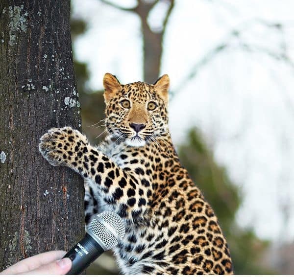 Create meme: leopard , leopards shoot, funny leopard