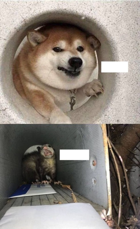 Create meme: shiba inu, meme with dog, shiba inu 