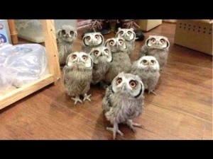 Create meme: photo lot of little owlets in a row, owl, owlets freshmen