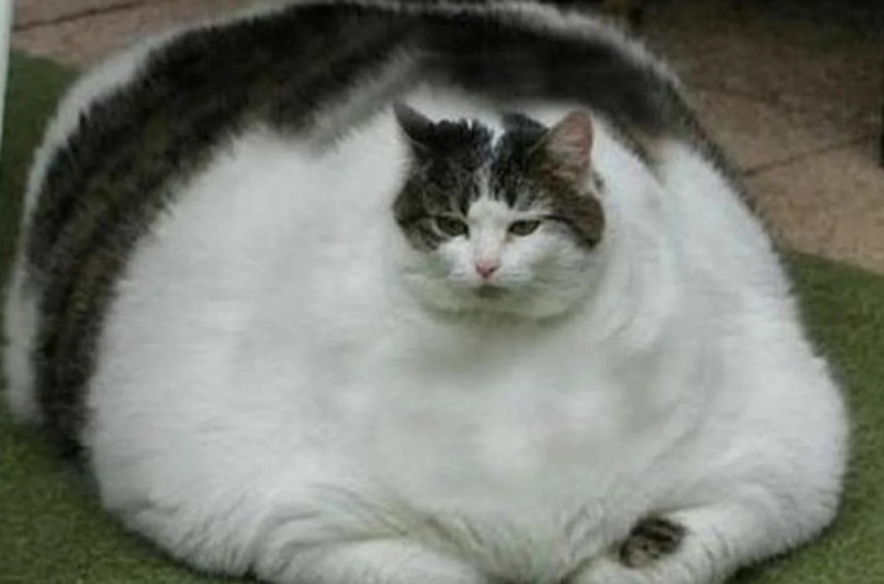 Create meme: fat cat , the fattest cats, fat cat 