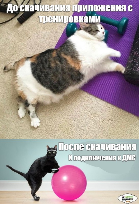 Создать мем: смешной толстый кот, толстый кот, спортивный кот