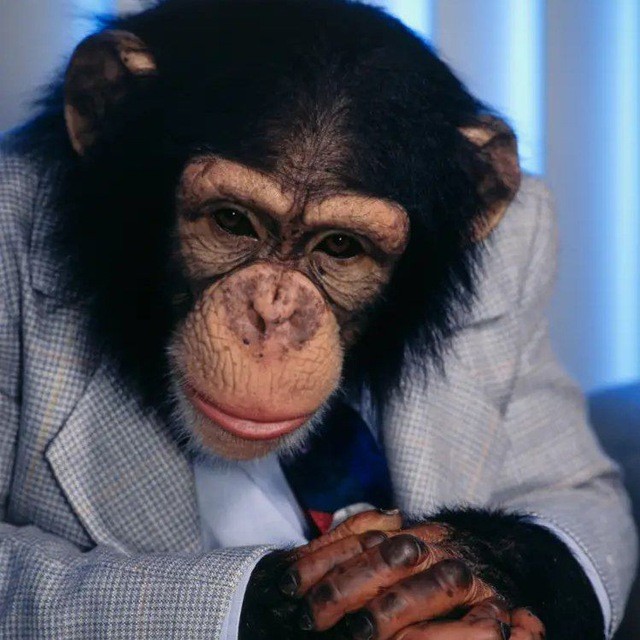 Создать мем: шимпанзе, обезьяна смешная, обезьяна в смокинге