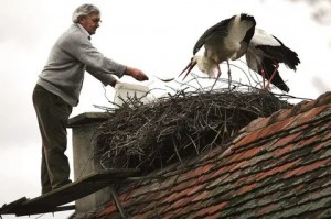 Create meme: stork