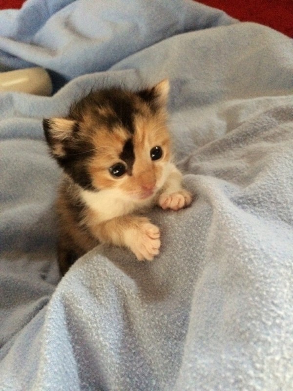 Create meme: cute tricolor kittens, newborn kittens are tricolor, kitties 