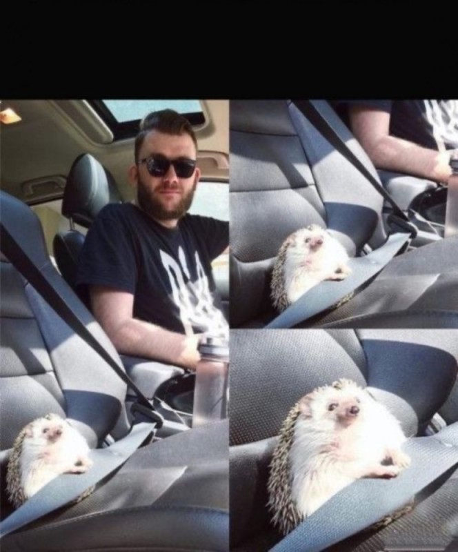 Create meme: the hedgehog is strapped in, hedgehog in the car, the hedgehog 's pupyr through the plaques