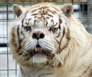 Создать мем: белый тигр кенни, умственно отсталый тигр, тигр даун кенни