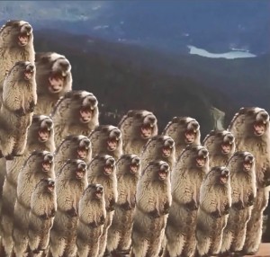 Create meme: people, meerkat