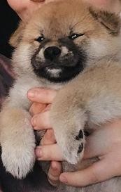 Create meme: Akita dog, Akita inu, puppies Akita