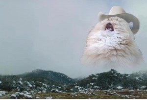 Create meme: screaming cat in the hat, the cat in the mountains, screaming cat in the hat