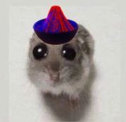 Create meme: hamster funny, animals cute, funny hamsters