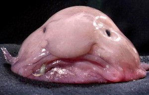 Создать мем: рыба капля улыбается, глубоководная рыба psychrolutes marcidus, самые необычные животные