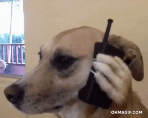 Create meme: dog pet, meme, dog talking on the phone
