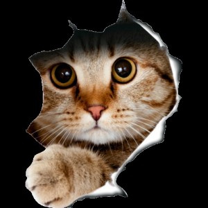 Create meme: stickers cats, cat Peeps, cat