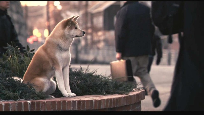 Create meme: the breed is Hachiko, hachiko the dog, Hachiko: the most loyal friend