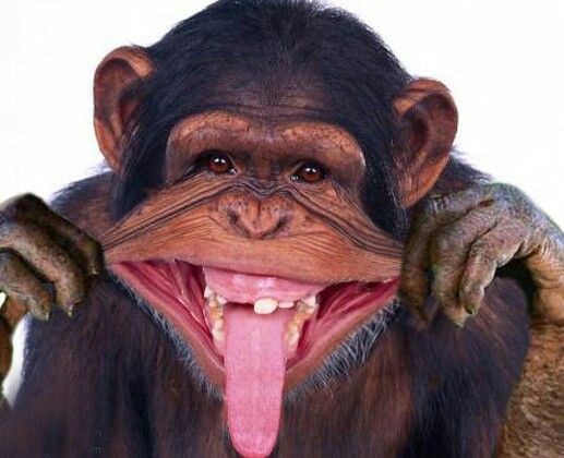 Create meme: a chimpanzee with a tongue, The toothless monkey, smile monkey